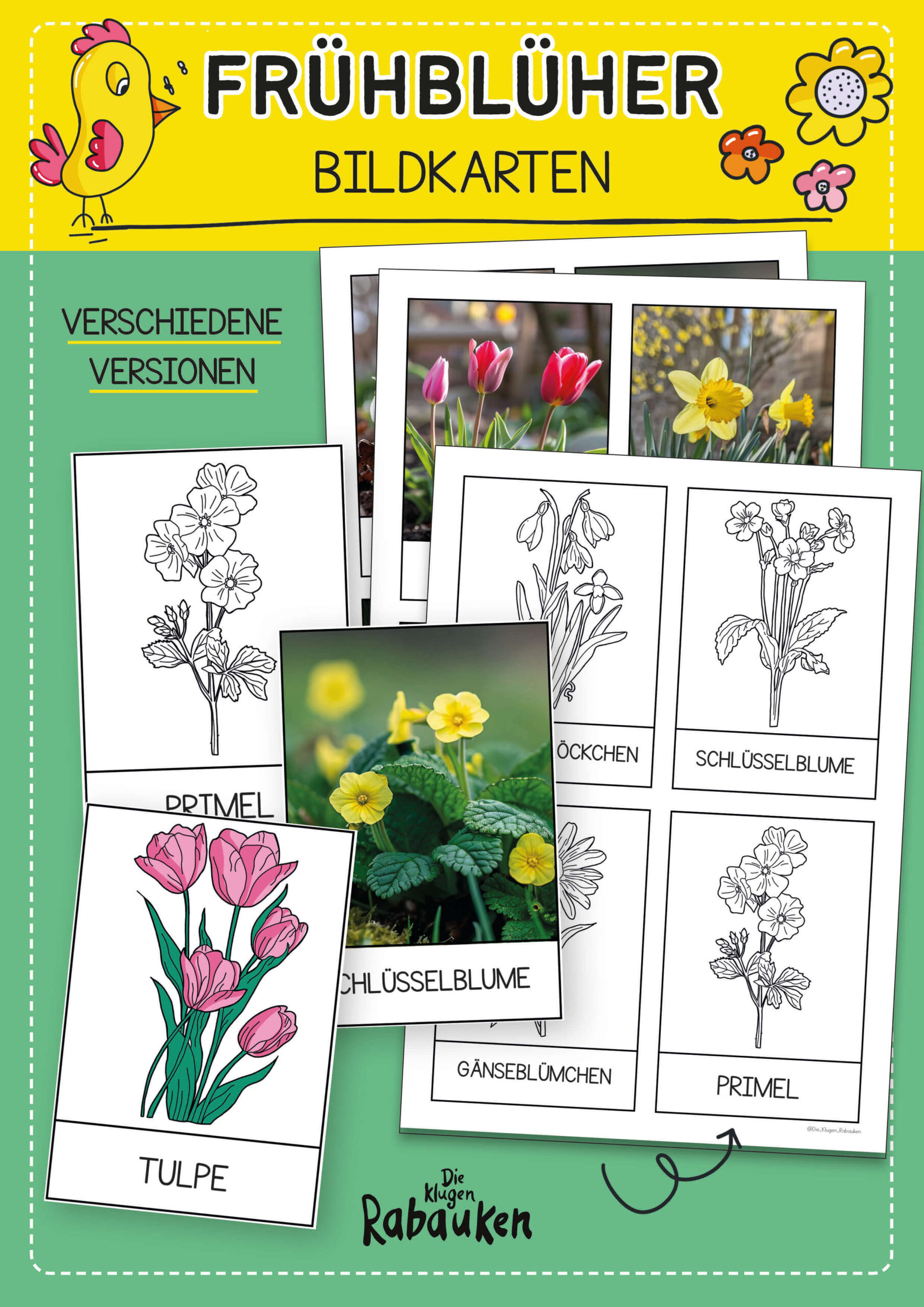 Frühblüher Bildkarten – Frühlingsblumen erkennen Grundschule